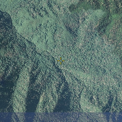 Aerial/Satellite Image of Buck Fork, TN