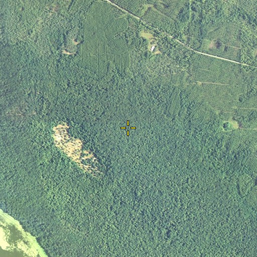 Aerial/Satellite Image of Willow Cove Branch, FL