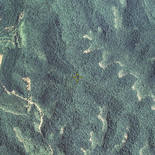 Aerial/Satellite Image of Cutoff Branch, KY